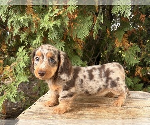 Dachshund Puppy for sale in MIDDLEBURY, IN, USA