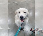 Small #3 Great Pyrenees Mix