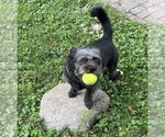 Small #1 Mutt