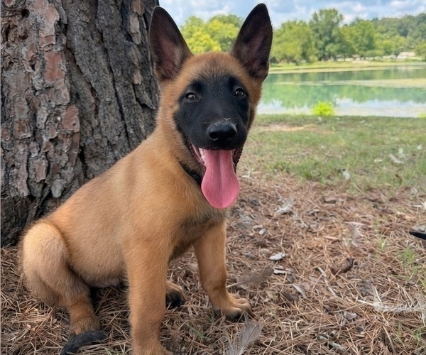 Medium Photo #1 Belgian Malinois Puppy For Sale in THAYER, MO, USA