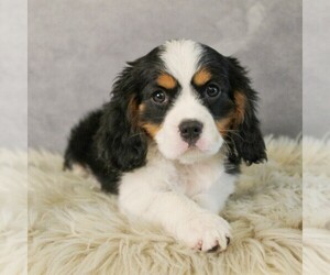 Bernese Mountain Dog-Cavalier King Charles Spaniel Mix Puppy for Sale in COATESVILLE, Pennsylvania USA
