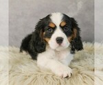 Image preview for Ad Listing. Nickname: Litter of 3