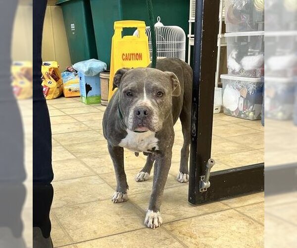 Medium Photo #1 American Pit Bull Terrier Puppy For Sale in Norfolk, VA, USA