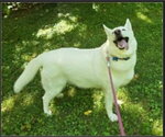 Small Siberian Husky-white german shepherd Mix