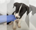 A663807 - Female Border Collie-Unknown Mix Dog for Adoption - Small photo