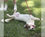 Small #2 Mutt