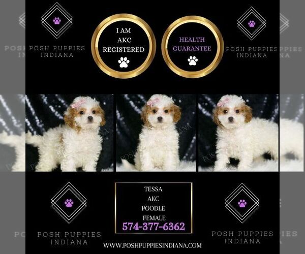Medium Photo #2 Poodle (Toy) Puppy For Sale in WARSAW, IN, USA