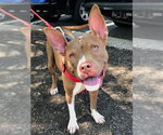 Small #4 American Staffordshire Terrier