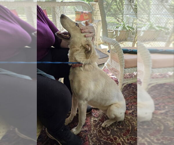 Medium Photo #19 Unknown-white german shepherd Mix Puppy For Sale in Winston Salem, NC, USA