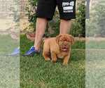 Small Photo #2 Dogue de Bordeaux Puppy For Sale in VERNAL, UT, USA