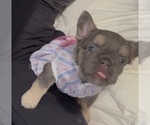 Puppy Midgy French Bulldog