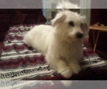 Small Photo #9 Coton de Tulear Puppy For Sale in HORSE BRANCH, KY, USA
