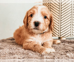 Small Photo #3 Australian Labradoodle Puppy For Sale in PORT ORCHARD, WA, USA