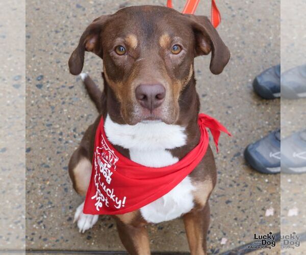 Medium Photo #5 Labrador Retriever-Unknown Mix Puppy For Sale in Washington, DC, USA