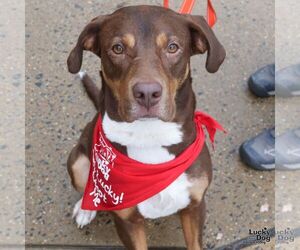 Jack - Male Labrador Retriever-Unknown Mix Dog for Adoption - Photo #4