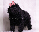 Puppy Perla Goldendoodle (Miniature)