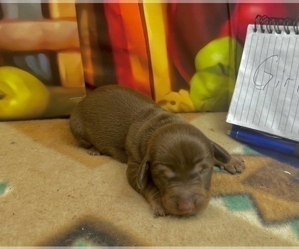 Medium Photo #27 Dachshund Puppy For Sale in CASSVILLE, MO, USA