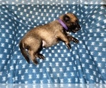 Small Photo #195 Belgian Malinois Puppy For Sale in REESEVILLE, WI, USA