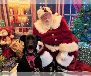 Labrador Retriever-Unknown Mix Dogs for adoption in Oakley, CA, USA