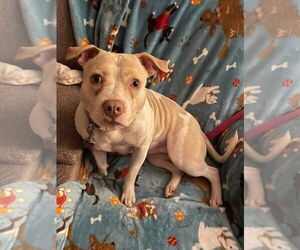 Medium American Pit Bull Terrier