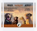 Small Photo #1 Labrador Retriever Puppy For Sale in BALATON, MN, USA