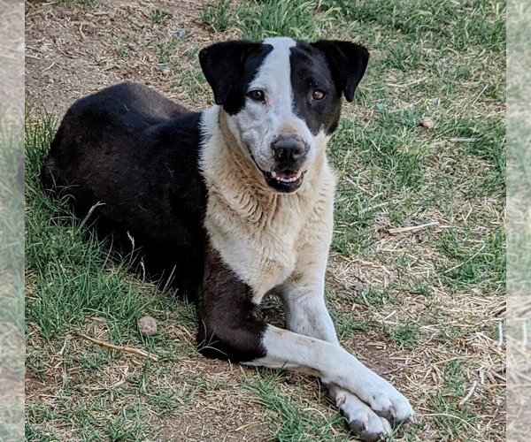 Medium Photo #2 Australian Shepherd-Unknown Mix Puppy For Sale in Pena Blanca, NM, USA