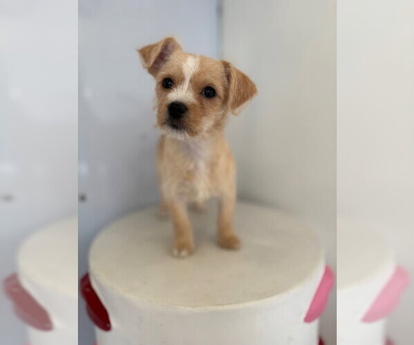 Medium Photo #4 Chihuahua-Unknown Mix Puppy For Sale in Studio City, CA, USA