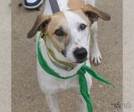 Small #13 Retriever  Mix