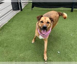 MISSY - Female German Shepherd Dog-Unknown Mix Dog for Adoption - Photo #2