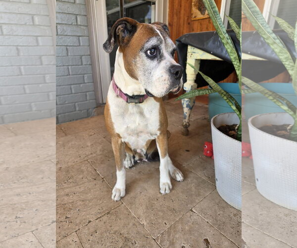 Medium Photo #1 Boxer Puppy For Sale in Dumont, NJ, USA