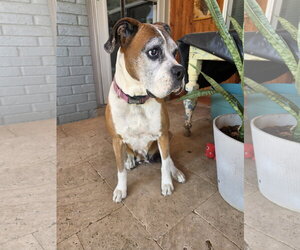 Boxer Dogs for adoption in Dumont, NJ, USA