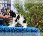 Small #7 Poodle (Toy)