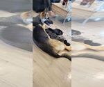 Small Photo #1 German Shepherd Dog Puppy For Sale in ENCINO, CA, USA