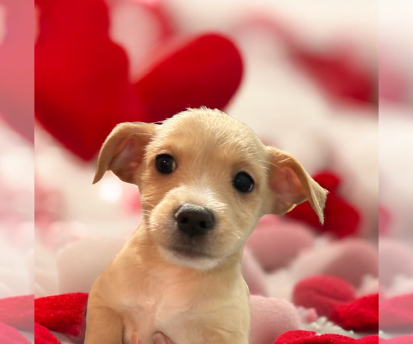 Medium Photo #1 Chi-Poo (Miniature) Puppy For Sale in Vail, AZ, USA