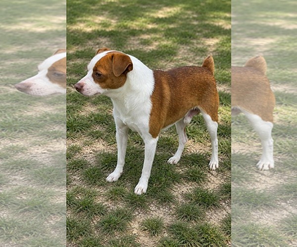 Medium Photo #3 Mutt Puppy For Sale in Thomasville, NC, USA