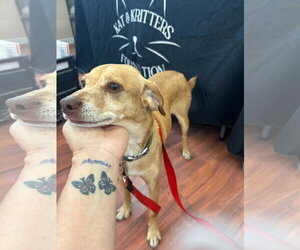 Odie - Male Mutt Dog for Adoption - Photo #4
