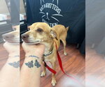 Small Photo #4 Mutt Puppy For Sale in Hinckley, IL, USA
