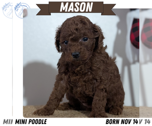 Medium Poodle (Miniature)