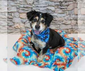 Werthers - Male Colonial Cocker Spaniel-Unknown Mix Dog for Adoption - Photo #4