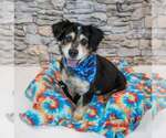 Small #3 Colonial Cocker Spaniel Mix
