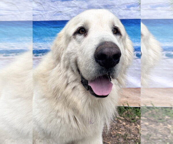 Medium Photo #3 Great Pyrenees Puppy For Sale in Spring, TX, USA