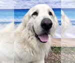 Small #2 Great Pyrenees