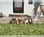 Small #2 American Bully
