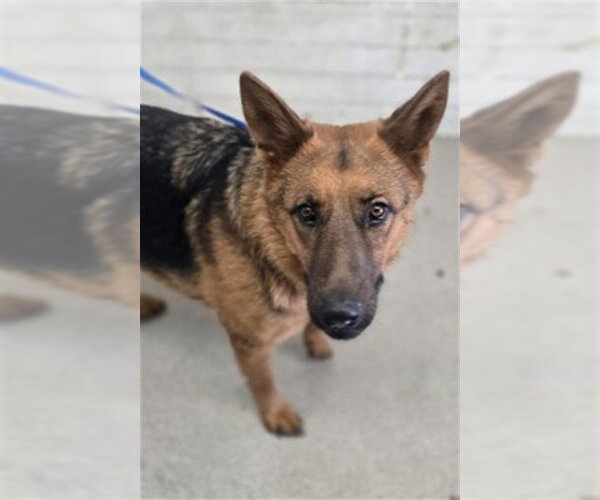 Medium Photo #1 German Shepherd Dog Puppy For Sale in San Bernardino, CA, USA