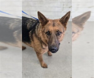 German Shepherd Dog Dogs for adoption in San Bernardino, CA, USA