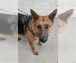 Small German Shepherd Dog