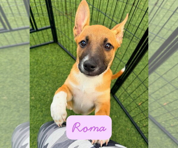 Medium Photo #5 German Shepherd Dog-Unknown Mix Puppy For Sale in Pompano Beach , FL, USA
