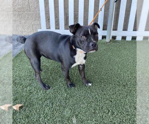 Medium Photo #1 Mutt Puppy For Sale in Modesto, CA, USA