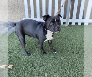 Mutt Dogs for adoption in Modesto, CA, USA