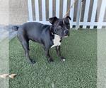 A615630 - Female Mutt Dog for Adoption - Small photo